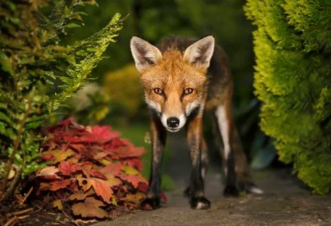 Close up of cute red fox standing in the back garden in autumn Stock Photos