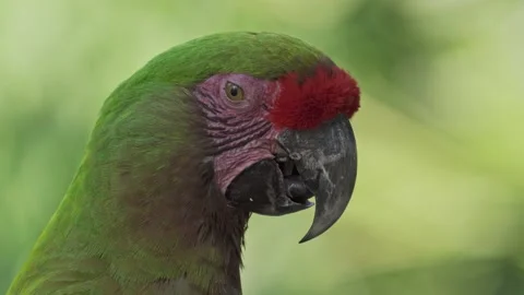 Close up of a cute red-fronted macaw resting peacefully in nature and Stock Footage 148390830