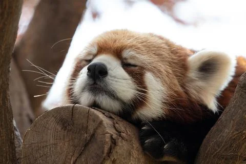 Close up Cute Red Panda Stock Photos