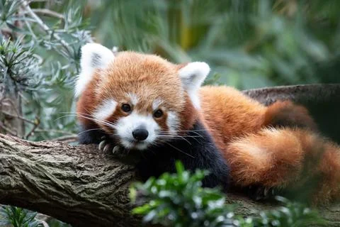 Close up cute Red Panda on the Tree Stock Photos