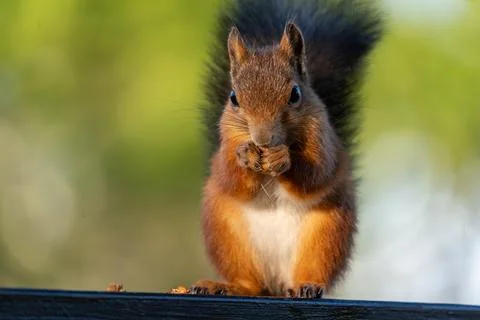 Close-up of a cute red squirrel eating a nut on a wooden railing Stock Photos