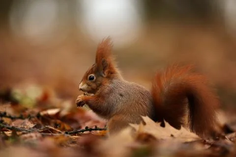 Close up of a cute Red Squirrel,  Sciurus vulgaris feeding on the ground. Tak Foto stock