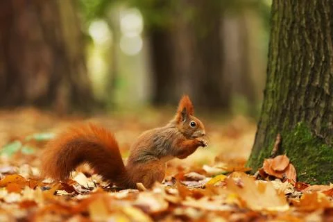 Close up of a cute Red Squirrel,  Sciurus vulgaris feeding on the ground. Tak Stock Photos