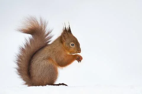 Close up of a cute red squirrel in the snow Stock Photos