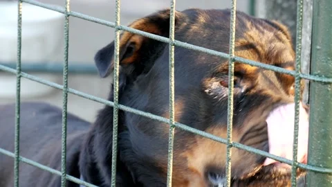 Close up cute rottweiler dog muzzle in cage. Video stock 141120495