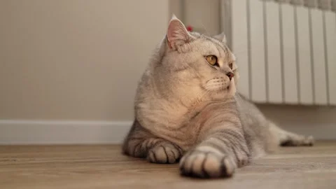 Close-up of a cute Scottish Fold cat relaxing on a wooden floor indoors Stock Footage 339208964