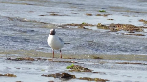 Close Up Of A Cute Seagull Walking Around In The Sea, UK Stock Footage 136826033