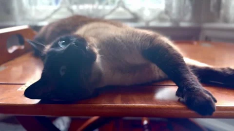 Close up of cute siamese cat lying on side and stretching on wooden table top Stock Footage 341680260