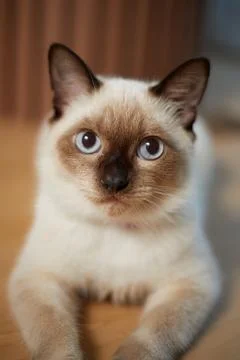 Close up cute siamese cat Stock Photos