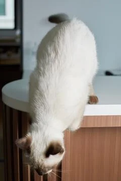 Close up cute siamese cat Stock Photos