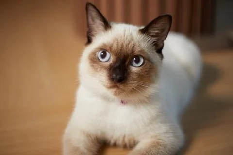 Close up cute siamese cat Stock Photos
