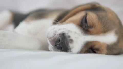 A close-up of a cute sleeping beagle puppy Stock Footage 129778549