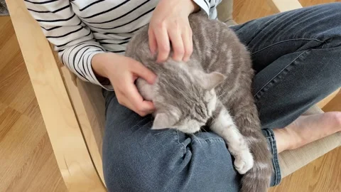 Close up of a cute sleeping British cat in the woman's hands. Woman stroking her Stock Footage 231697011