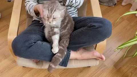 Close up of a cute sleeping British cat in the woman's hands. Woman stroking her Video stock 231697605