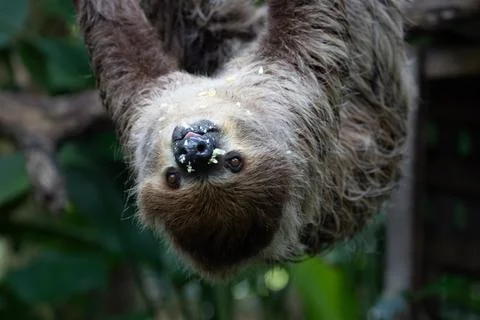 Close up Cute Sloth on the Tree Stock Photos