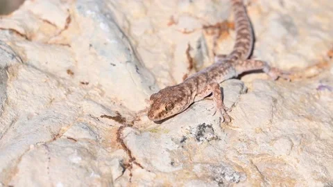 Close up cute small Even-fingered gecko or Alsophylax pipiens Stock Footage 163070841