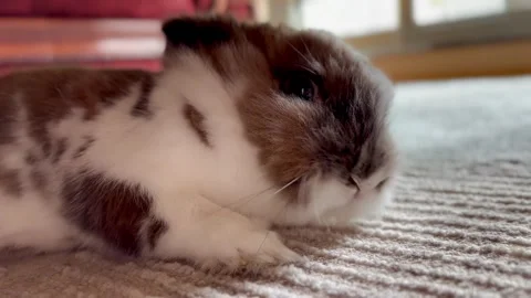 Close-up cute small rabbit woke up in the house Stock Footage 276957030