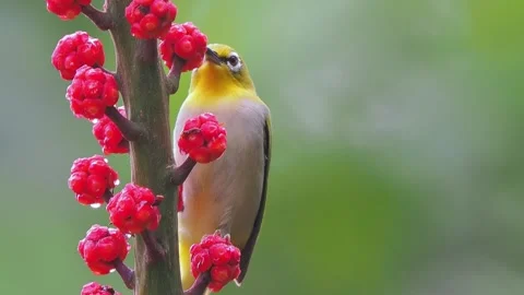 Close up of a cute small yellow bird with a white eye ring perched 库存影片 348328453