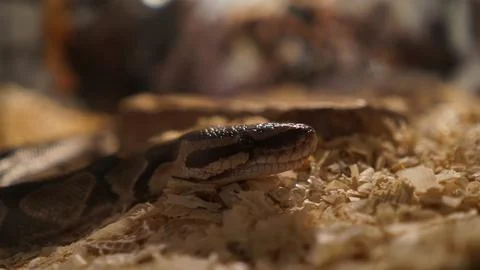 Close-up of a cute snake python in an aquarium 写真素材