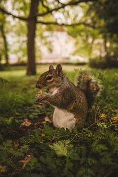 Close up of a cute squirrel eating nuts Stock Photos
