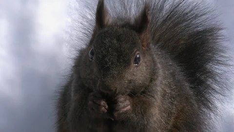 Close-up cute squirrel face eating seeds looks directly at camera Stock Footage 332439540