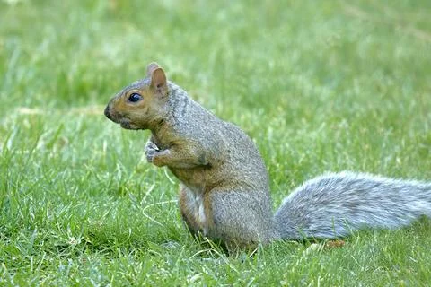 Close up of a cute squirrel in grass. Stock Photos