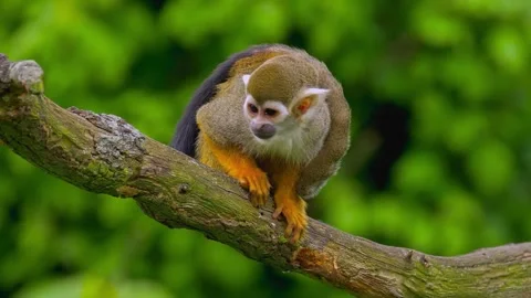 Close up of a cute squirrel monkey on a tree branch Stock Footage 339781736