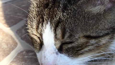 Close-up cute stray cat Video stock 246547151
