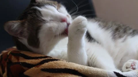Close-up of cute striped and white cat lying on fluffy tiger blanket 스톡 동영상 344287790
