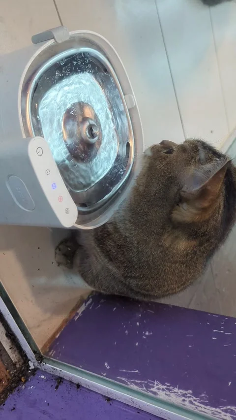 Close-up of a Cute Tabby Cat Drinking Water from a Glass Bowl Stock Footage 334022831