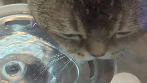 Close-up of a Cute Tabby Cat Drinking Water from a Glass Bowl Stock Footage 334022861