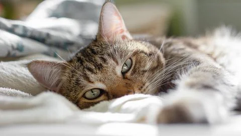 Close-up of a cute tabby cat lying on a soft white blanket, looking at the ca Stock Photos