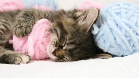Close-up Cute tabby Cat sleeping with pink and light blue balls skeins of thread Stock Footage 255836506