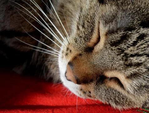 Close up on a cute tabby cat sleeping on the red carpet Stock Photos