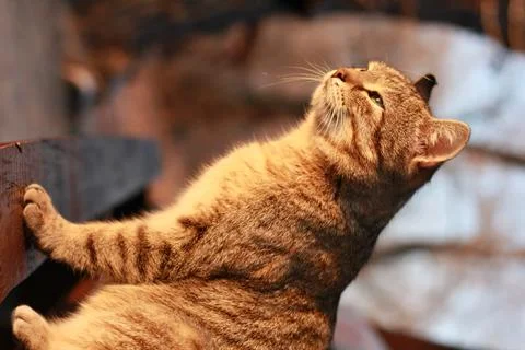 Close up cute tabby cat squinting in sun concept photo Stock Photos
