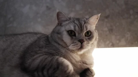 Close-up of a cute tabby cat with striking green eyes relaxing indoors Stock Footage 339210511