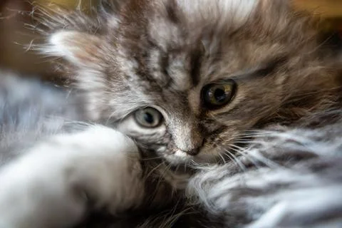 Close-up of a Cute Tabby Kitten with Expressive Eyes Stock Photos