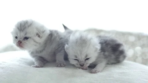 Close up cute tabby kitten playing on the bed slow motion Stock Footage 77823446