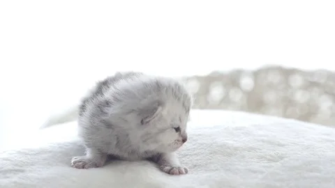 Close up cute tabby kitten playing on the bed slow motion Stock Footage 77827539