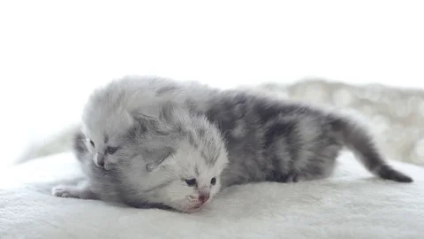 Close up cute tabby kitten playing on the bed slow motion Stock Footage 77855341