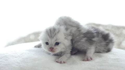 Close up cute tabby kitten playing on the bed slow motion Stock Footage 78487818