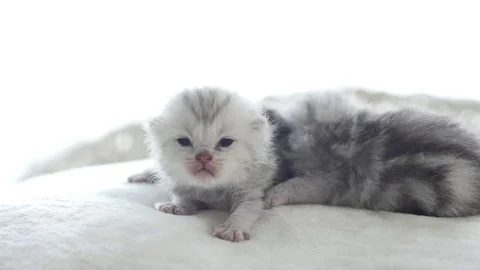 Close up cute tabby kitten playing on the bed slow motion Stock Footage 78487856