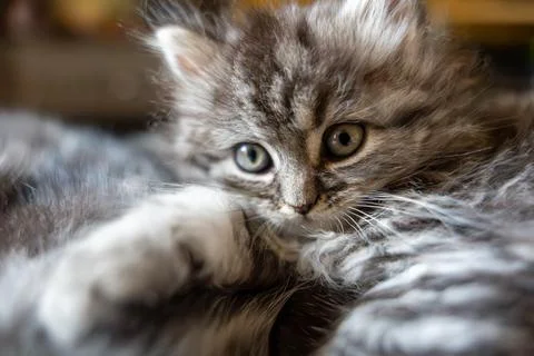 Close-up of a Cute Tabby Kitten with Striking Eyes Stock Photos
