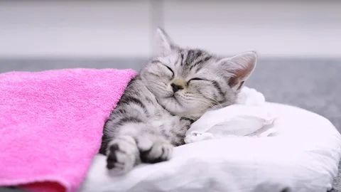 Close up Cute taby kitten sleeping on pillow under blanket Stock Footage 92969102