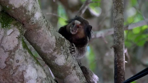 Close up of cute tamarin in a branch looking at the camera Stock Footage 165552598