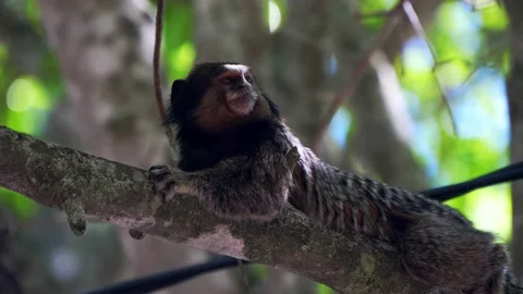 Close up of cute tamarin laying down in a branch and looking around Stock Footage 165552141