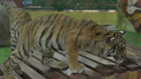 Close up of cute tiger cubs playing in a cage (HD) Stockbeeldmateriaal 146058362