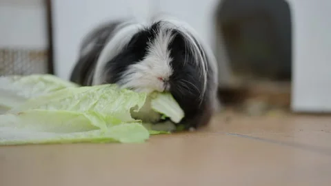 Close up of cute tiny guinea pig eating lettuce. Black and white furry pet Stock Footage 221722438