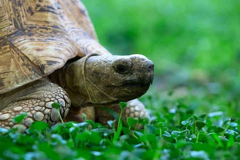 Close up of a cute turtle lying in the green grass. Stock Photos