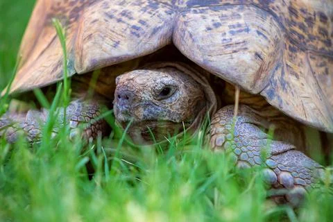 Close up of a cute turtle lying in the green grass. Stock Photos